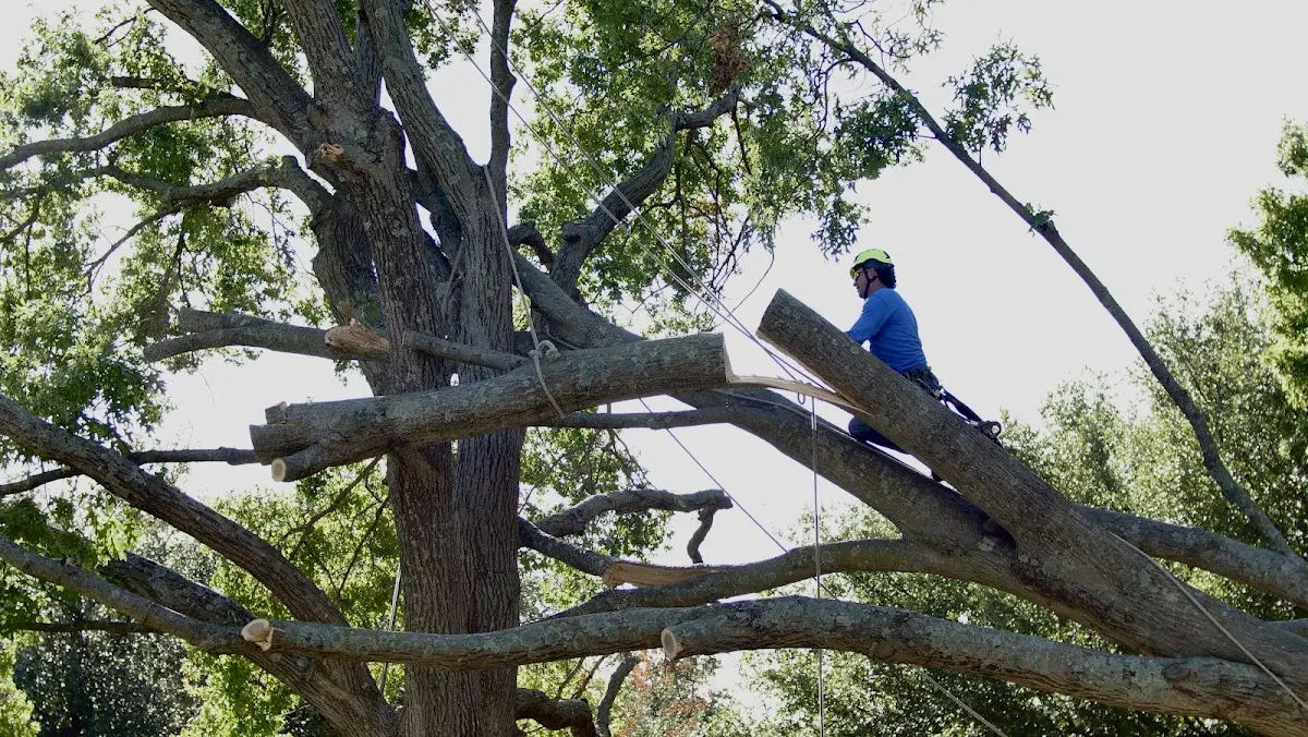 Professional Hazardous Tree Removal performed by certified arborists in Cache