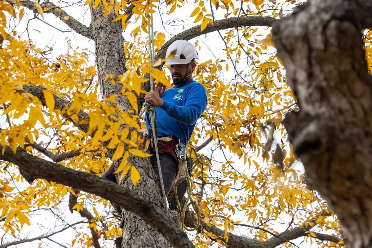 Skilled Tree Trimming crew working in Cache